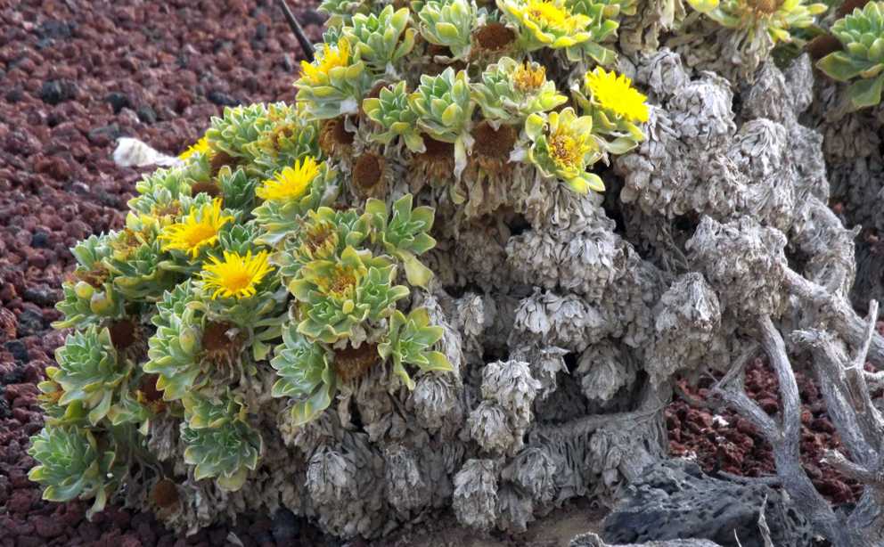 Da Tenerife (Canarie):  Asteriscus sericeus  (Asteraceae)