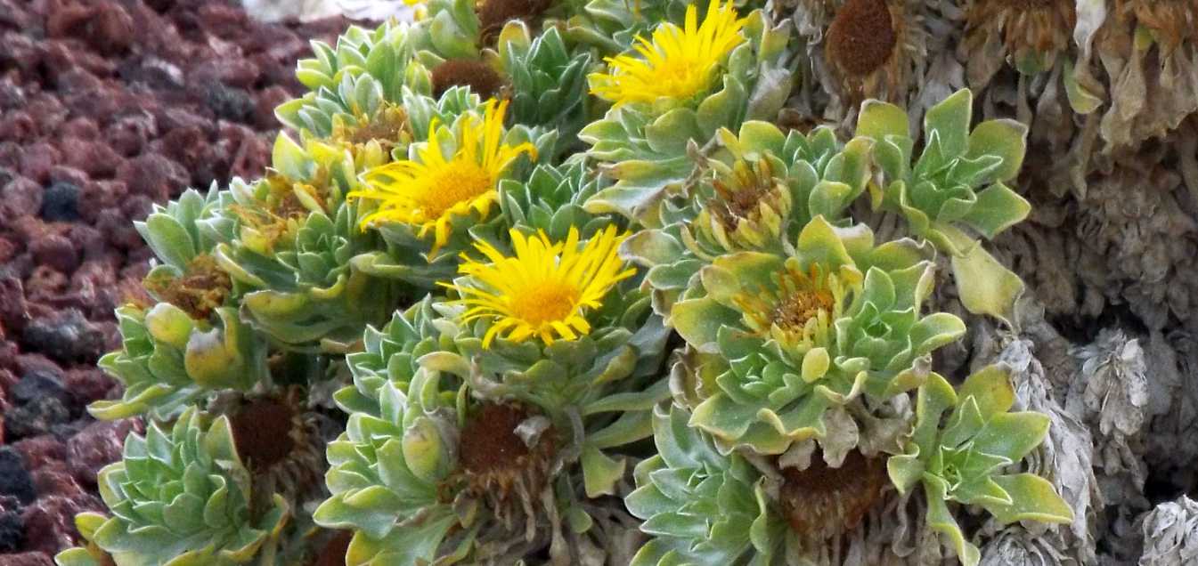 Da Tenerife (Canarie):  Asteriscus sericeus  (Asteraceae)