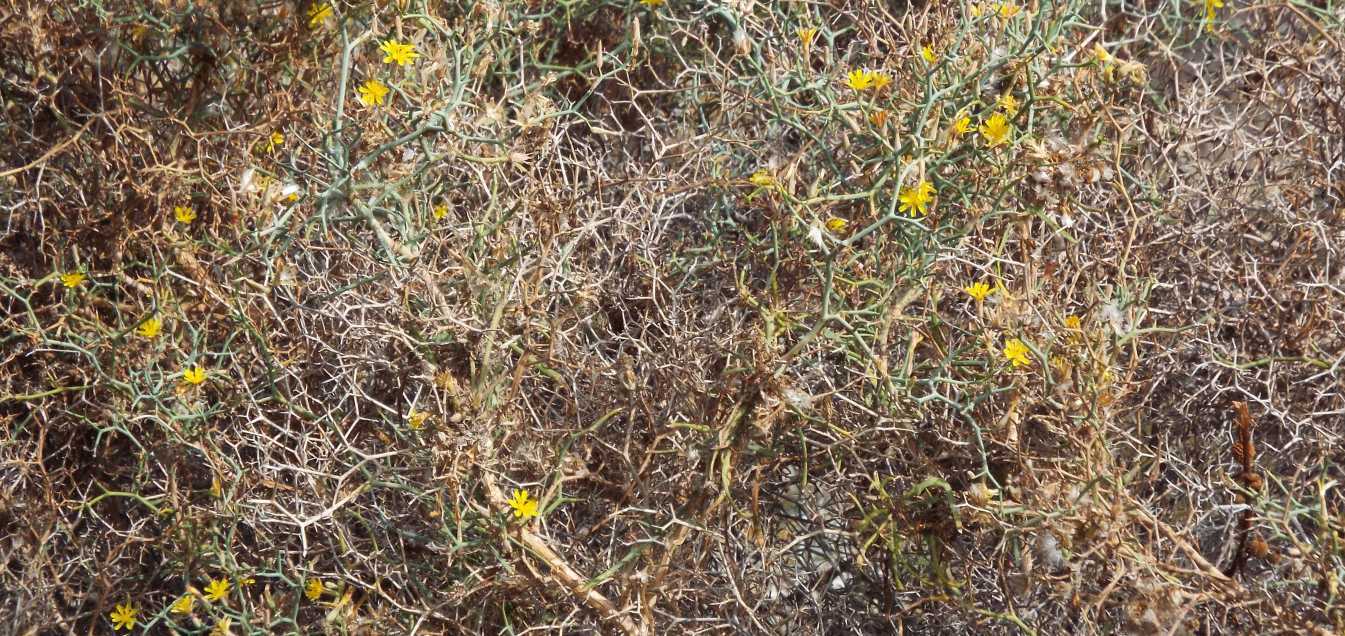 Da Tenerife (Canarie):  Launaea arborescens (Asteraceae)