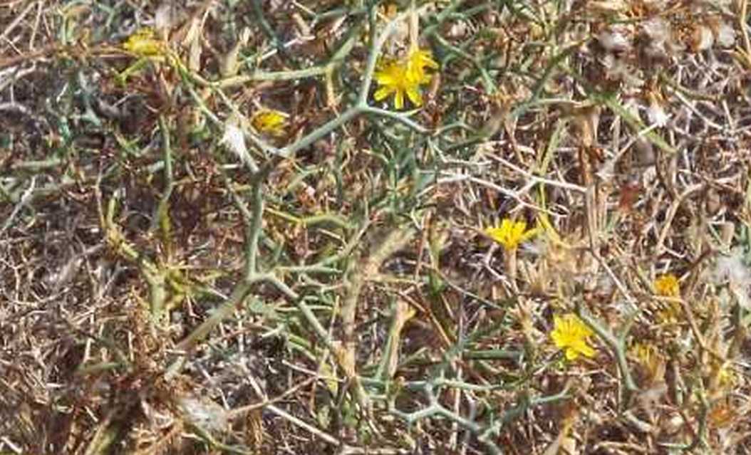 Da Tenerife (Canarie):  Launaea arborescens (Asteraceae)