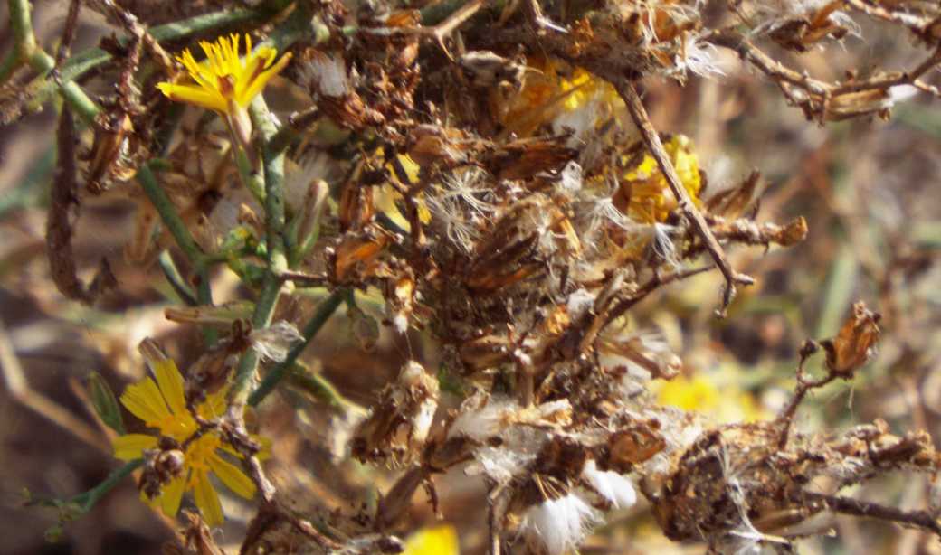 Da Tenerife (Canarie):  Launaea arborescens (Asteraceae)