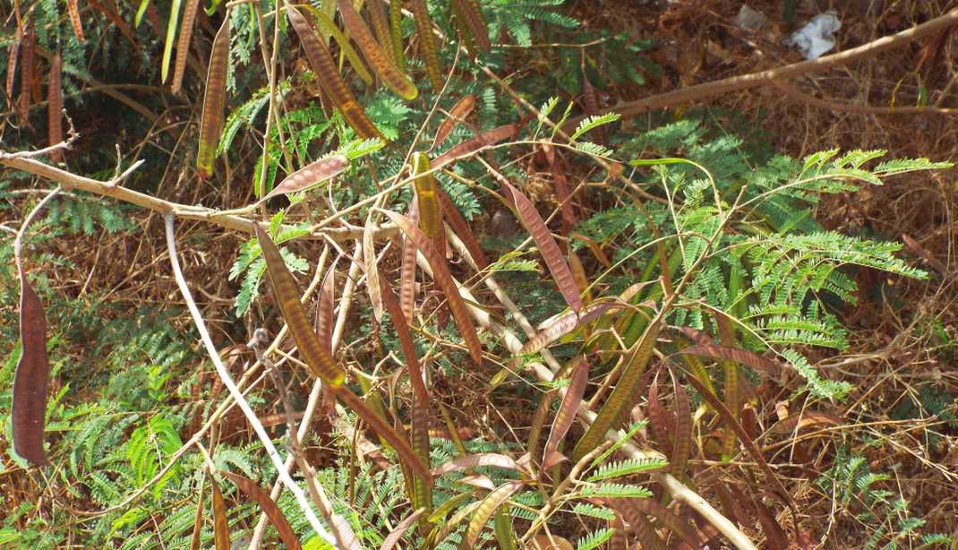 Da Tenerife (Canarie):  Leucaena leucocephala (Fabaceae)