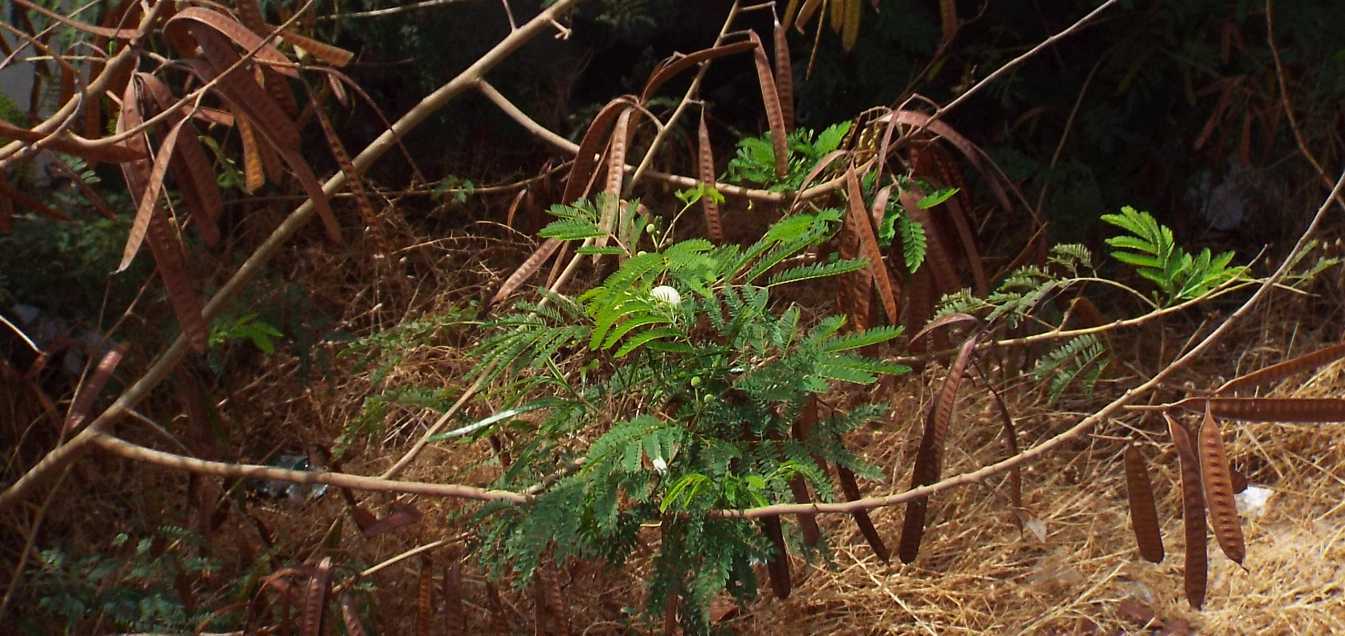 Da Tenerife (Canarie):  Leucaena leucocephala (Fabaceae)