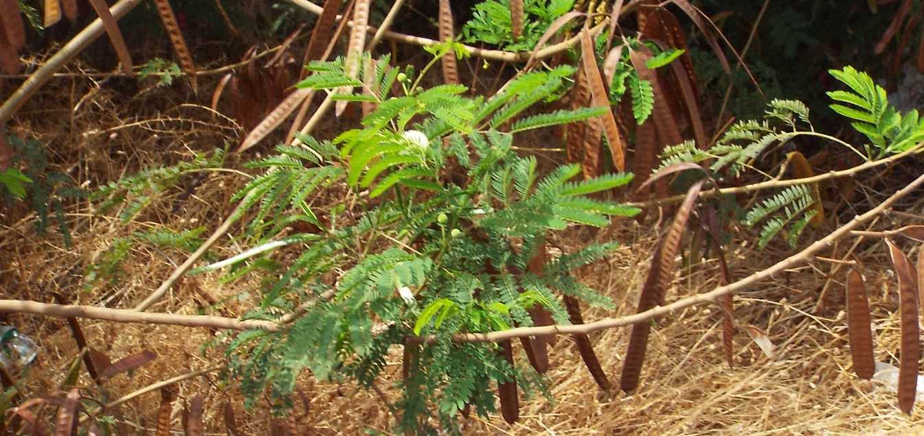 Da Tenerife (Canarie):  Leucaena leucocephala (Fabaceae)