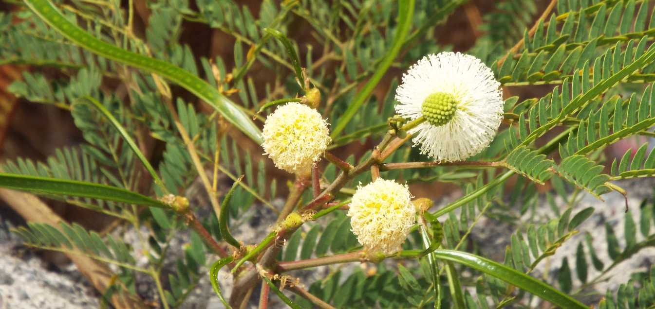 Da Tenerife (Canarie):  Leucaena leucocephala (Fabaceae)