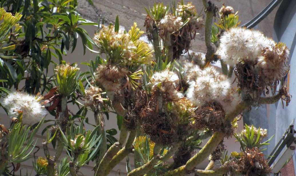 A Tenerife (Canarie):  Kleinia neriifolia (Asteraceae)