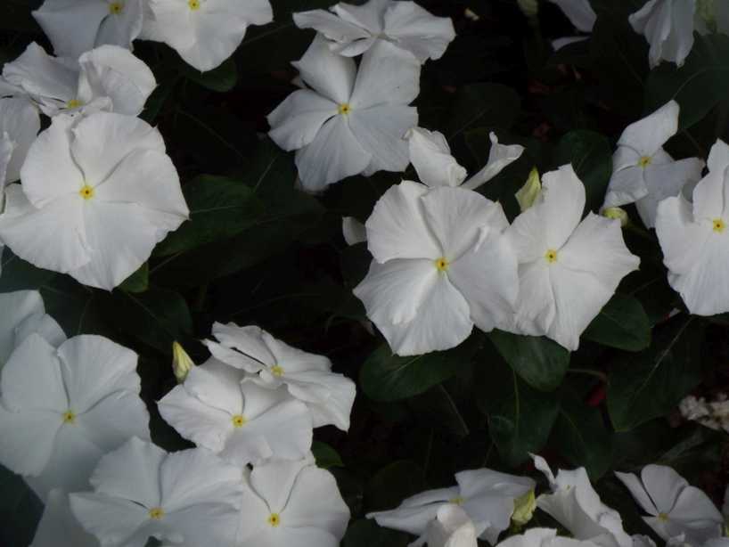 Da Tenerife (Canarie): cv di Catharanthus roseus (Apocynaceae)