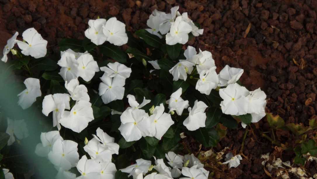 Da Tenerife (Canarie): cv di Catharanthus roseus (Apocynaceae)