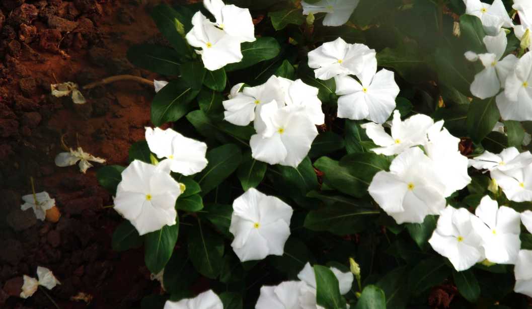 Da Tenerife (Canarie): cv di Catharanthus roseus (Apocynaceae)