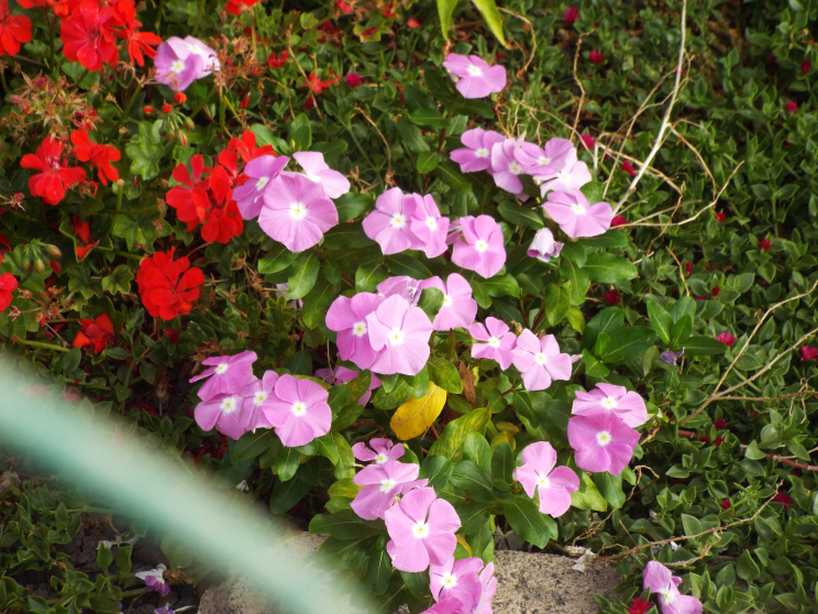 Da Tenerife (Canarie): cv di Catharanthus roseus (Apocynaceae)