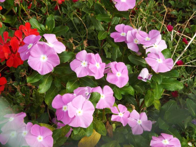 Da Tenerife (Canarie): cv di Catharanthus roseus (Apocynaceae)