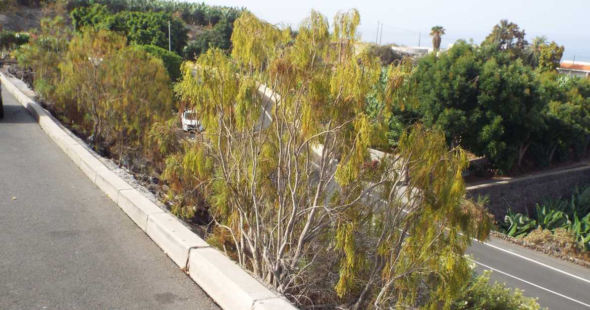 Da Tenerife (Canarie):   Plocama pendula (Rubiaceae)