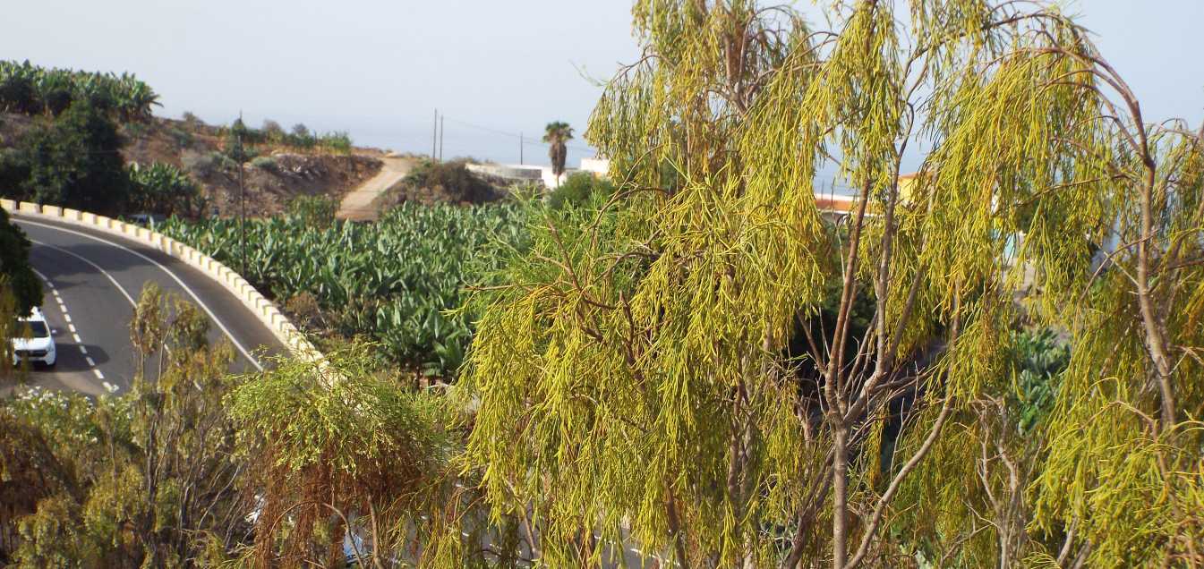 Da Tenerife (Canarie):   Plocama pendula (Rubiaceae)