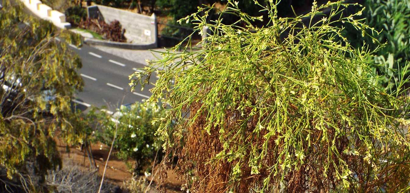 Da Tenerife (Canarie):   Plocama pendula (Rubiaceae)