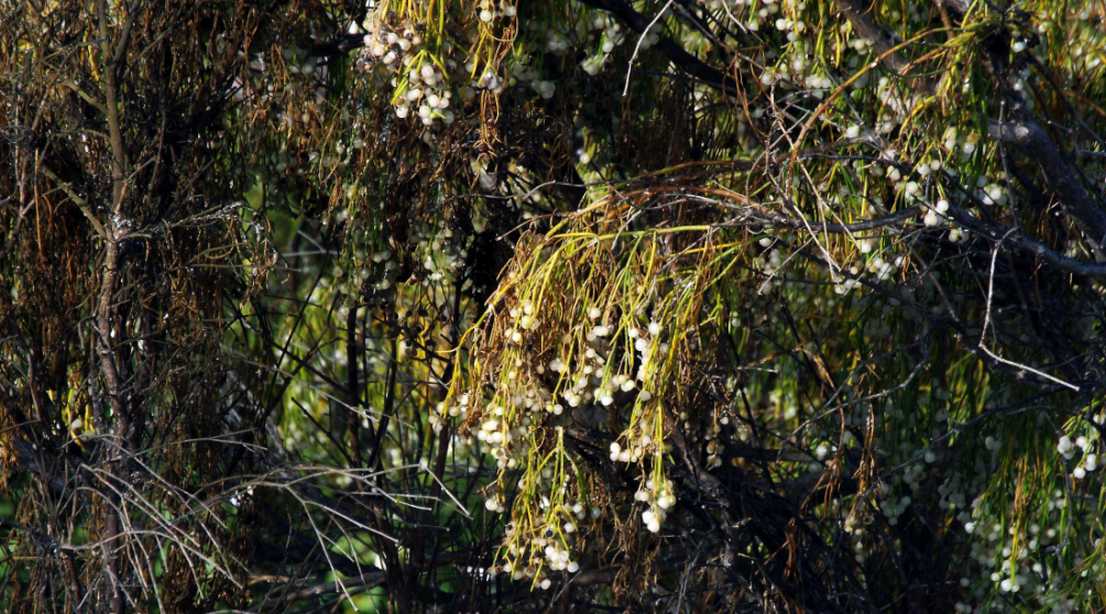 Da Tenerife (Canarie):   Plocama pendula (Rubiaceae)