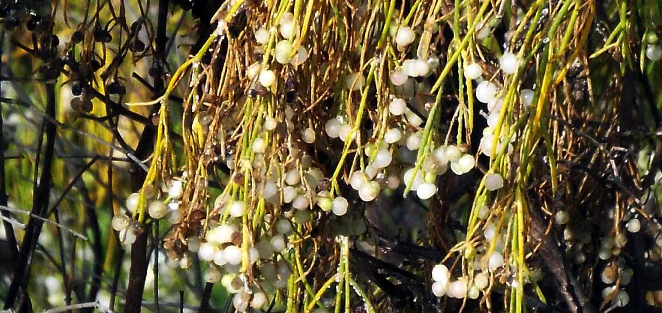 Da Tenerife (Canarie):   Plocama pendula (Rubiaceae)