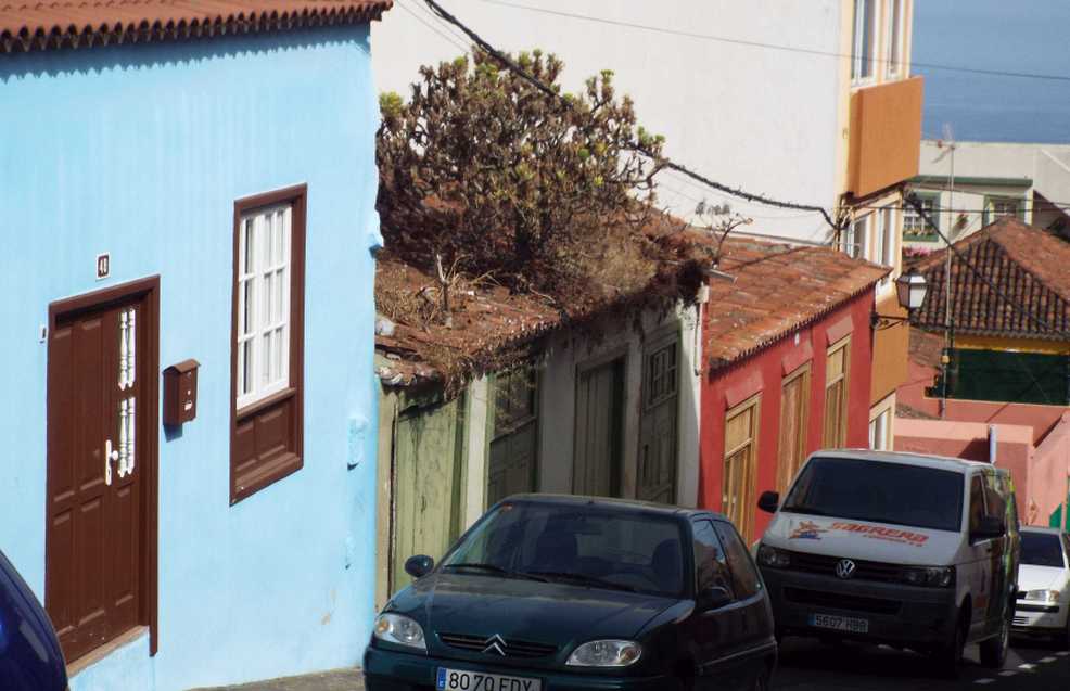 Da Tenerife (Canarie), su un tetto: Kleinia neriifolia (Asteraceae)