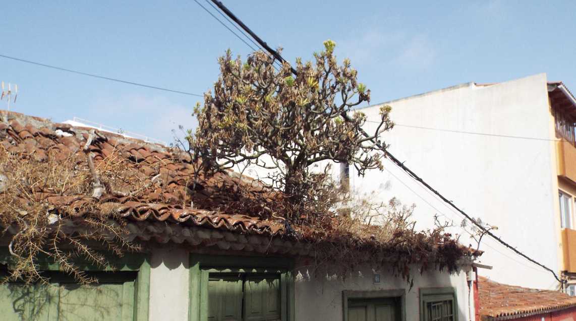 Da Tenerife (Canarie), su un tetto: Kleinia neriifolia (Asteraceae)