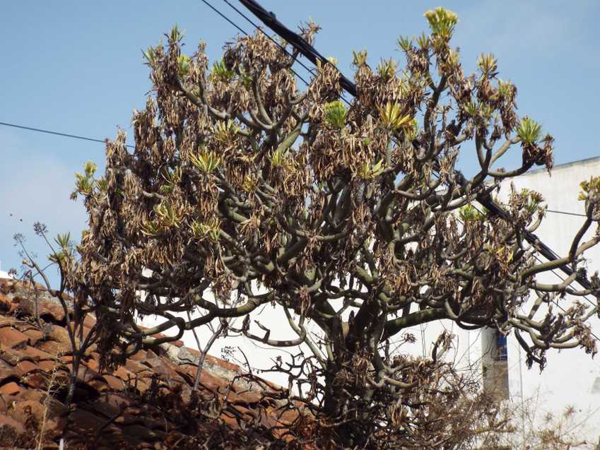 Da Tenerife (Canarie), su un tetto: Kleinia neriifolia (Asteraceae)