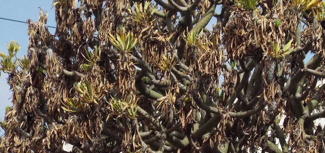 Da Tenerife (Canarie), su un tetto: Kleinia neriifolia (Asteraceae)