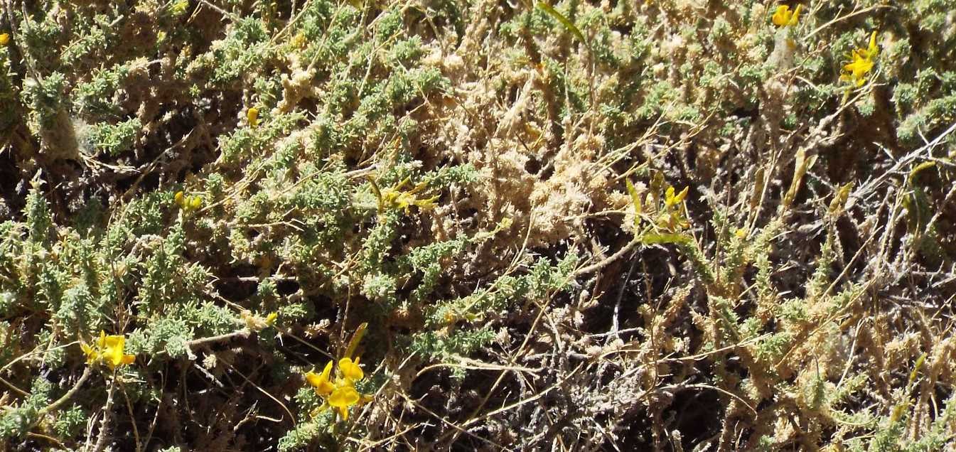Da Tenerife (Canarie):  Adenocarpus  viscosus (Fabaceae)