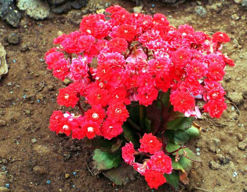 Da Tenerife (Canarie):  cv di Kalanchoe blossfeldiana (Crassulaceae)