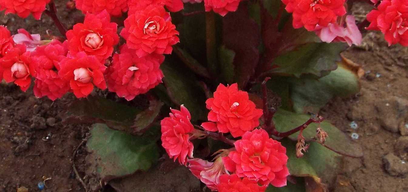 Da Tenerife (Canarie):  cv di Kalanchoe blossfeldiana (Crassulaceae)