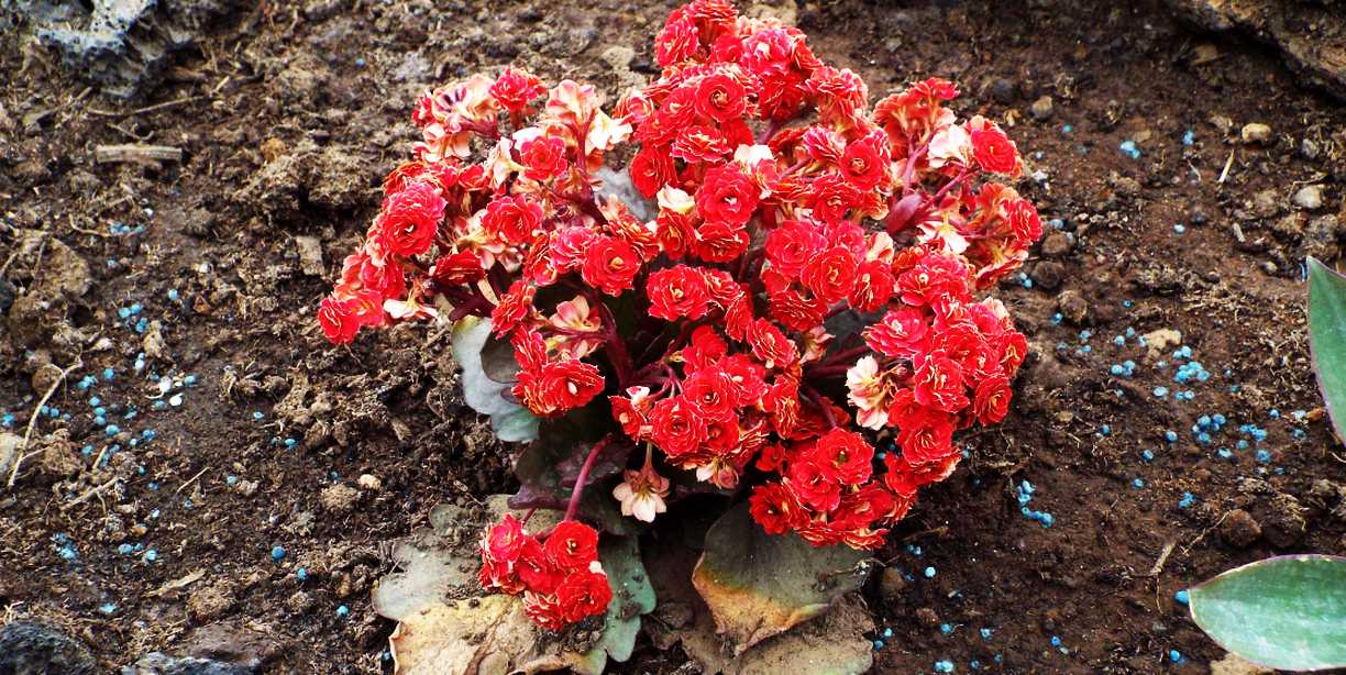 Da Tenerife (Canarie):  cv di Kalanchoe blossfeldiana (Crassulaceae)