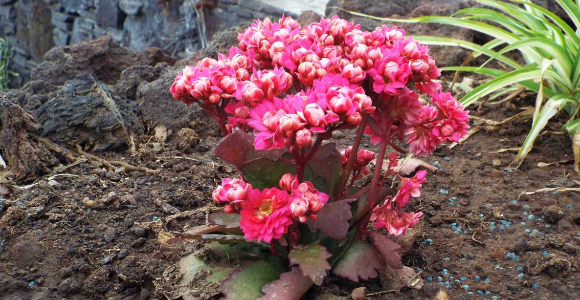 Da Tenerife (Canarie):  cv di Kalanchoe blossfeldiana (Crassulaceae)