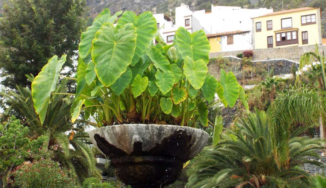 Da Tenerife (Canarie):  Colocasia esculenta (Araceae)