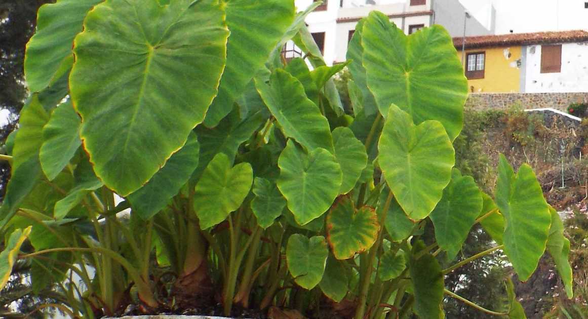 Da Tenerife (Canarie):  Colocasia esculenta (Araceae)