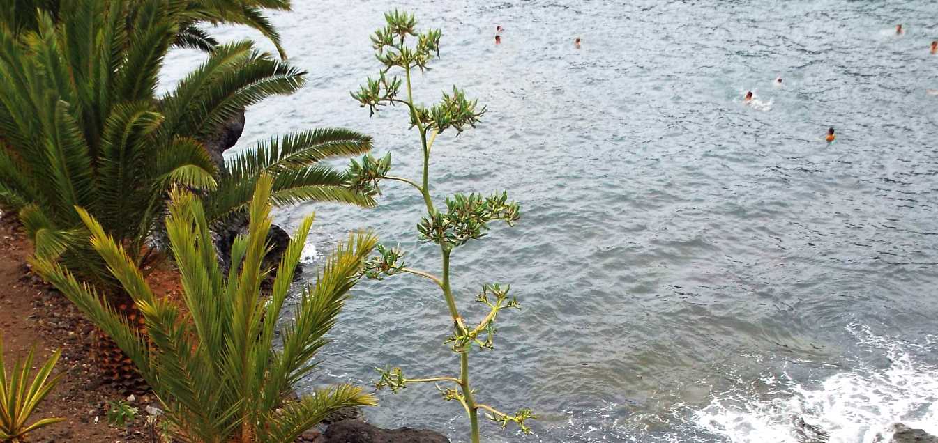 Da Tenerife (Canarie):  Quale agave? Agave sisalana
