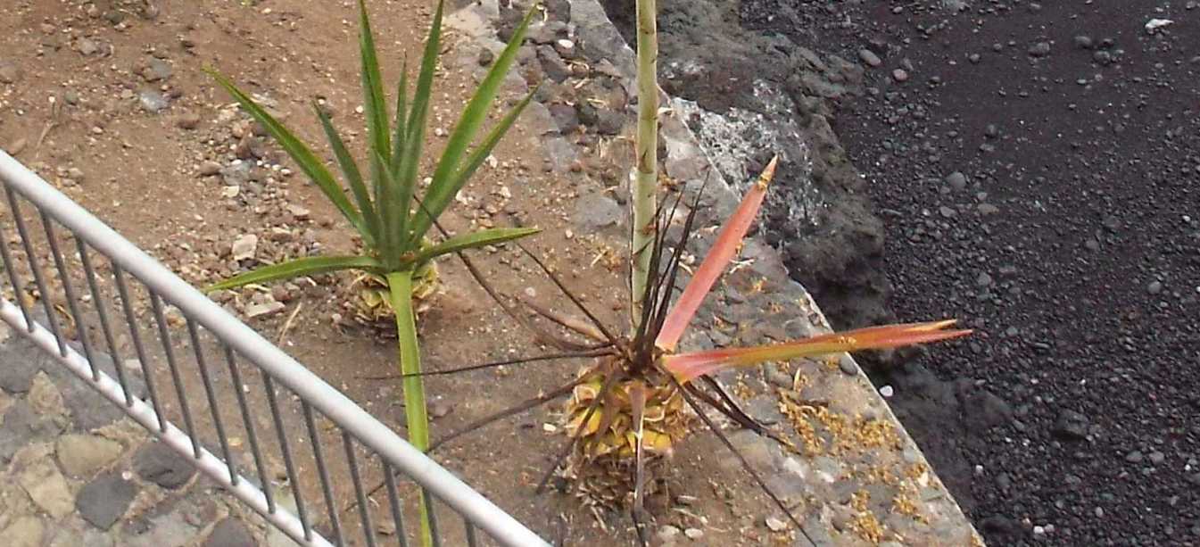 Da Tenerife (Canarie):  Quale agave? Agave sisalana