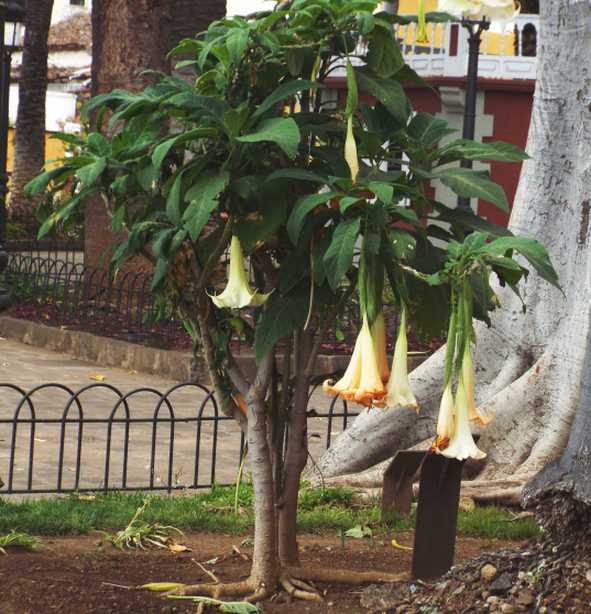 Da Tenerife (Canarie):  Brugmansia versicolor (Solanaceae)
