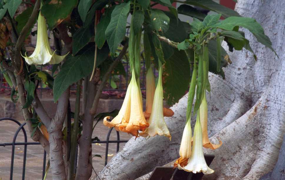 Da Tenerife (Canarie):  Brugmansia versicolor (Solanaceae)