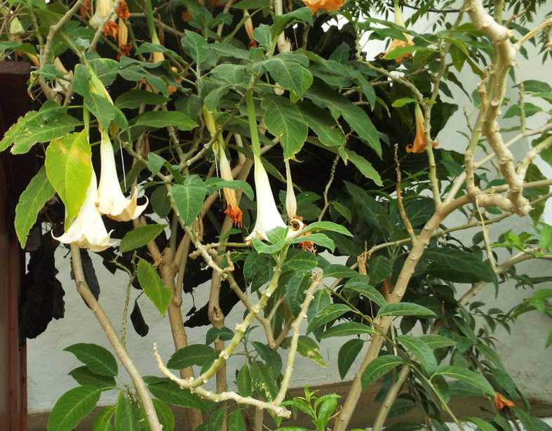 Da Tenerife (Canarie):  Brugmansia versicolor (Solanaceae)