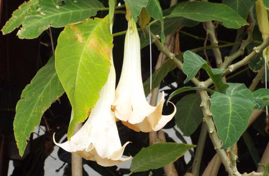 Da Tenerife (Canarie):  Brugmansia versicolor (Solanaceae)