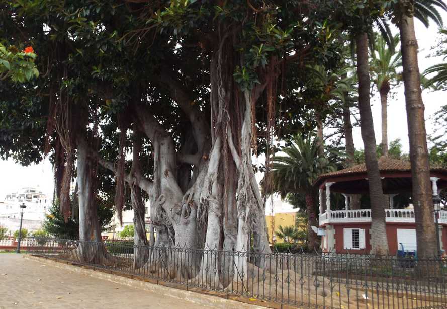 Albero  da Tenerife (Canarie): Ficus macrophylla (Moraceae)
