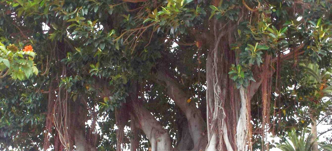 Albero  da Tenerife (Canarie): Ficus macrophylla (Moraceae)