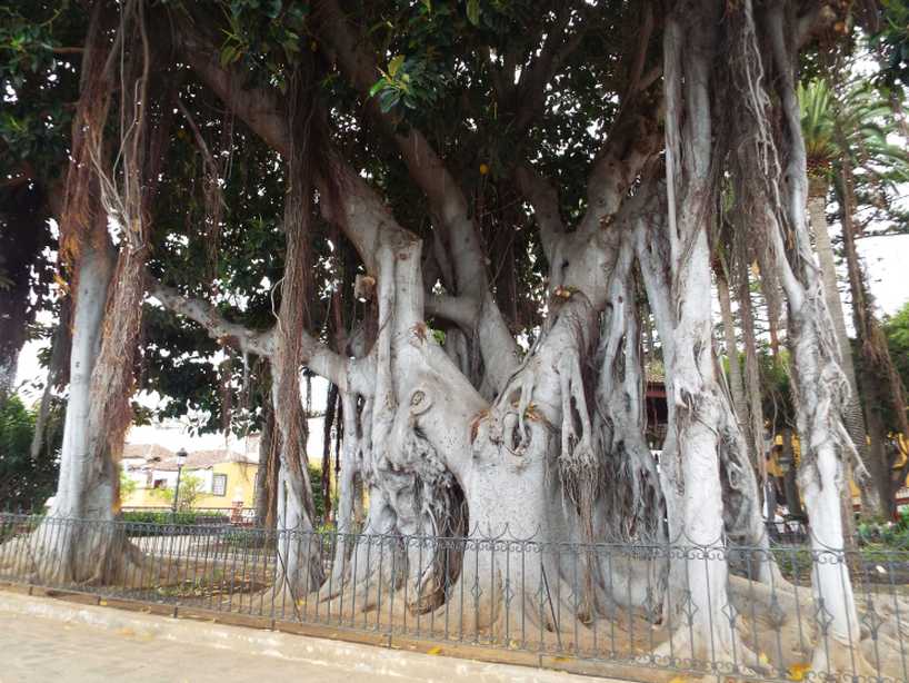 Albero  da Tenerife (Canarie): Ficus macrophylla (Moraceae)