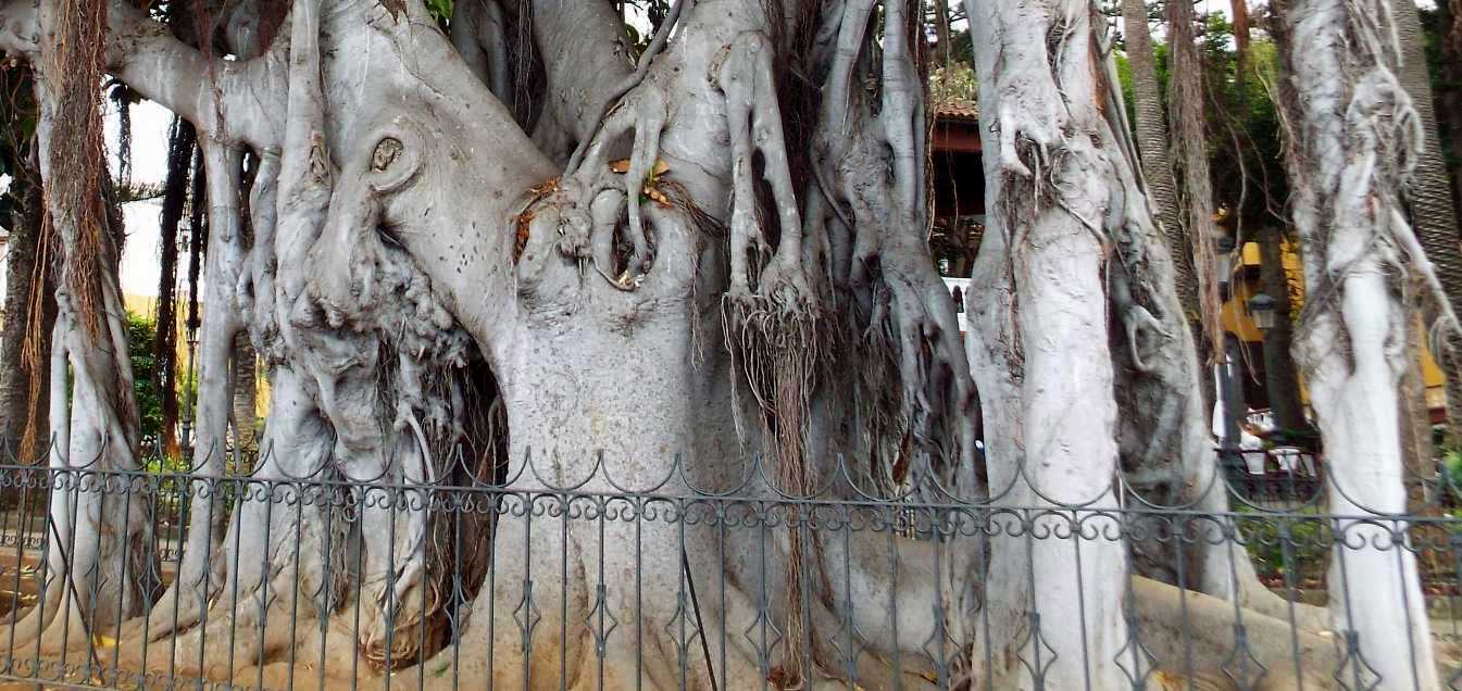 Albero  da Tenerife (Canarie): Ficus macrophylla (Moraceae)