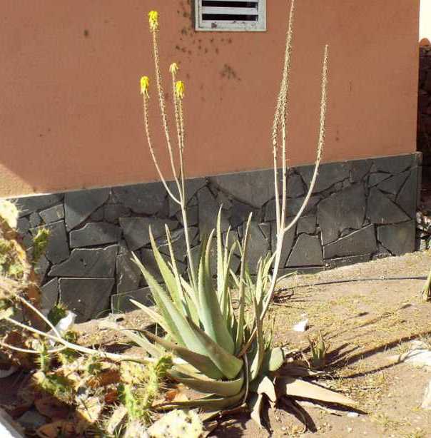 Da Tenerife (Canarie):  Quale aloe? Aloe vera