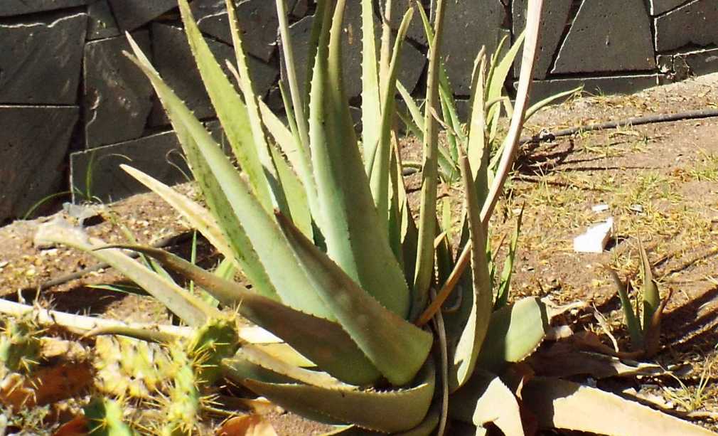 Da Tenerife (Canarie):  Quale aloe? Aloe vera