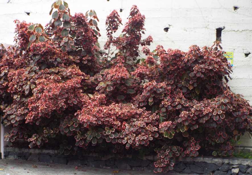 Da La Gomera (Canarie): Acalypha wilkessiana ''Marginata'' (Euphorbiaceae)