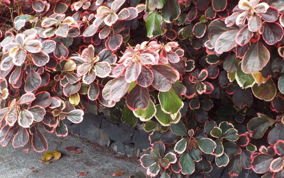 Da La Gomera (Canarie): Acalypha wilkessiana ''Marginata'' (Euphorbiaceae)