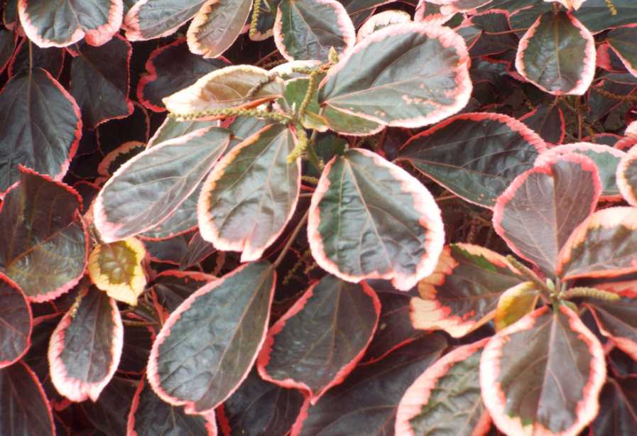 Da La Gomera (Canarie): Acalypha wilkessiana ''Marginata'' (Euphorbiaceae)