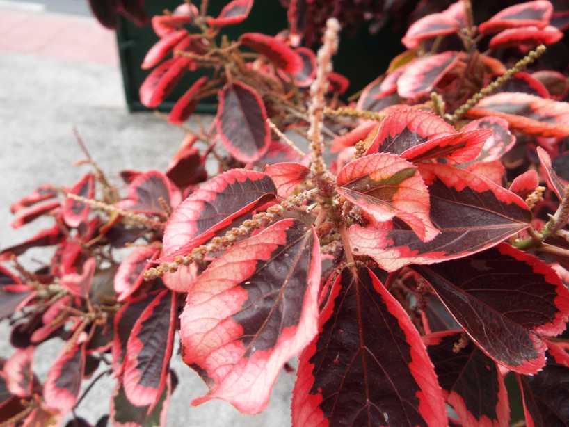 Da La Gomera (Canarie): Acalypha wilkessiana ''Marginata'' (Euphorbiaceae)