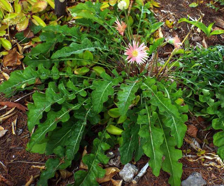 Da La Gomera (Canarie): Asteraceae: cfr. Arctotis sp.