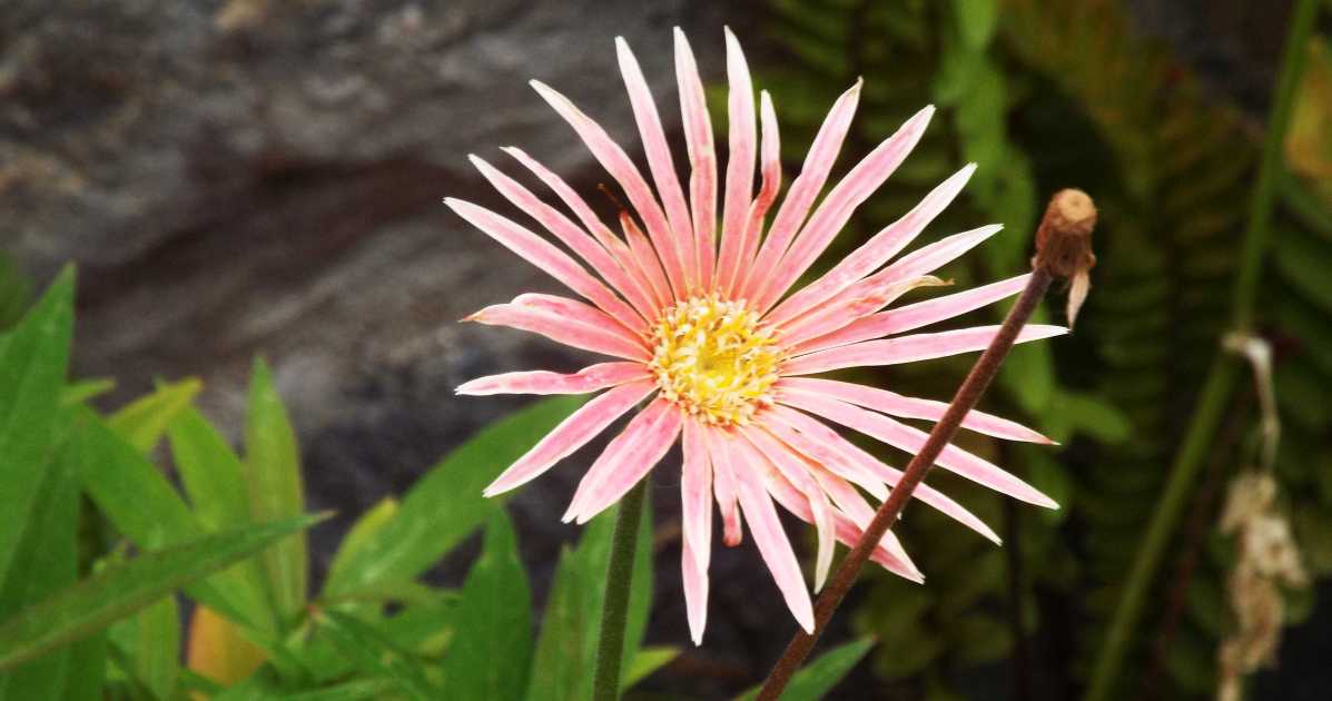 Da La Gomera (Canarie): Asteraceae: cfr. Arctotis sp.