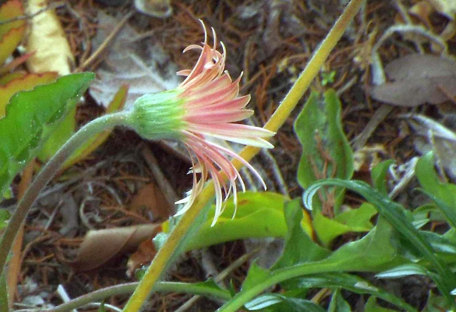 Da La Gomera (Canarie): Asteraceae: cfr. Arctotis sp.